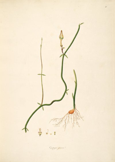 Illustration of Ceropegia juncea, Apocynaceae, Asclepiadoideae by anonymus